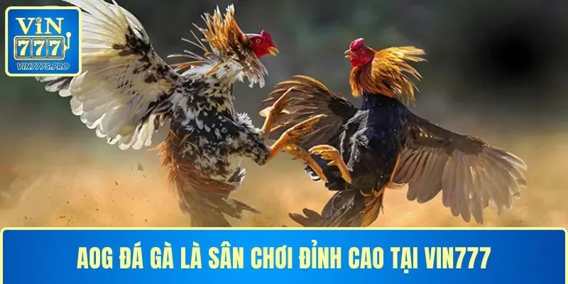 AOG ĐÁ GÀ LÀ SÂN CHƠI ĐỈNH CAO TẠI VIN777